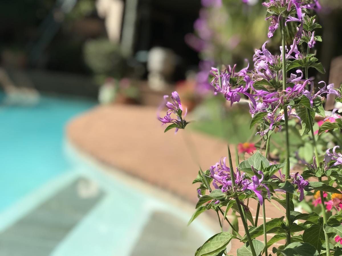 יוהנסבורג Claires Of Sandton Luxury Guest House מראה חיצוני תמונה